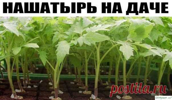 Нашатырный спирт на даче