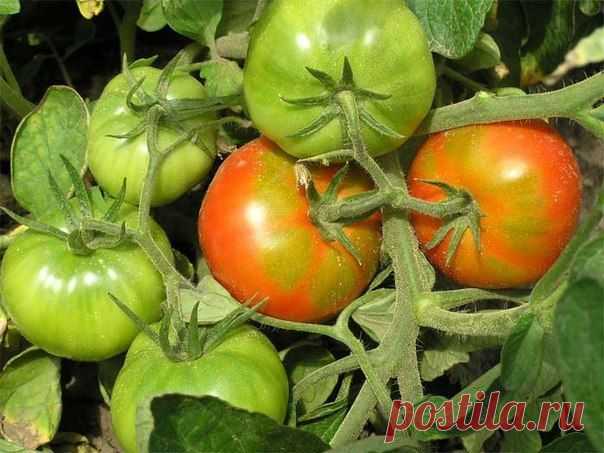Народный прием, усиливающий рост и урожайность помидоров.