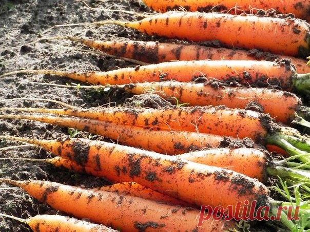 Марганцовка для морковки 

Сохраните себе, чтобы не забыть.... 

Чтобы не привлечь морковную муху при прореживании моркови, нужно взять ведро воды и развести в нем 1 столовую ложку красного или черного молотого перца (хватит на 10 кв.м). Настаивать не нужно, лишь обрызгать морковь настоем перед прореживанием. 

Если хотите получить урожай хорошей чистой моркови (без всякой гнили, заразы и т. д.) советую обязательно после второго прореживания в начале июля полить молодые ра...