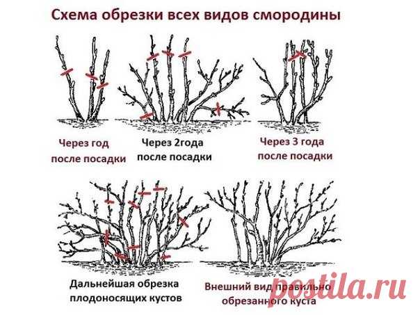 ДЕСЯТЬ ЗОЛОТЫХ ПРАВИЛ ОБРЕЗКИ СМОРОДИНЫ