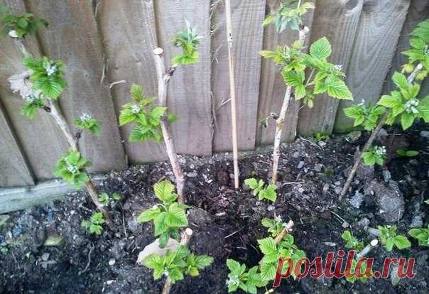 Как посадить малиновое дерево