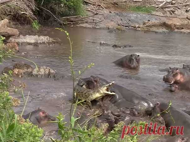 Крокодил сумел пробраться в самую середину пруда, полного бегемотов. Зря.