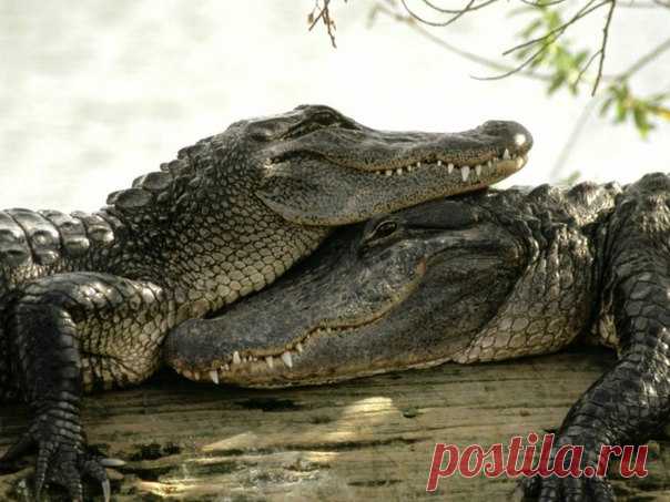 Обитатели Крокодилового пруда – хранители судеб жителей деревни Сабу. А еще их (крокодилов, не жителей) могут без особой опаски гладить туристы.