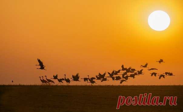 «Журавлиное утро!» Калмыкия. Автор фото — Александр Маркелов, участник фотоконкурса «Дикая природа России»: bit.ly/dpr-2016