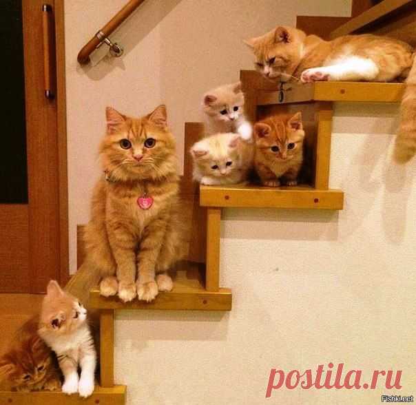 Семейство "Рыжиков"...))) / Без кота и жизнь не та ツ