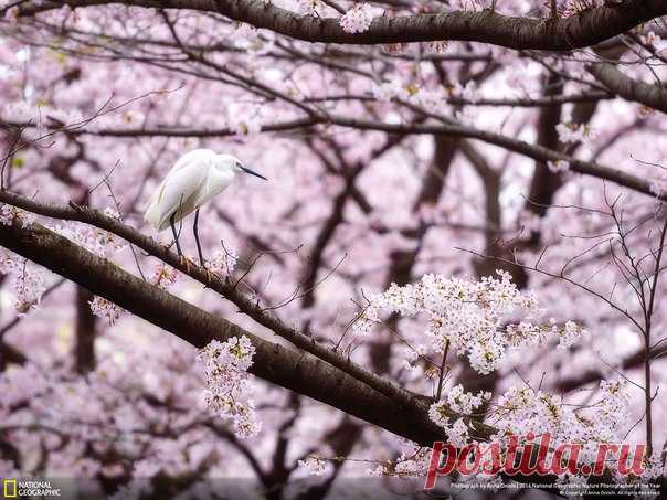 Цапля в сакуре, Япония. Автор фото — Anna Onishi, участница фотоконкурса «Nature Photographer of the Year»: