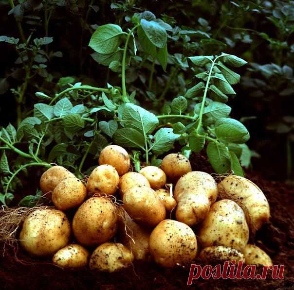 Выращиваем картофель по методу Л.П. Квартальновой.