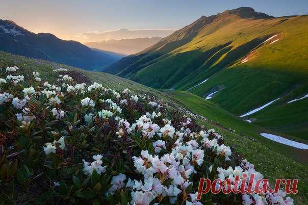 Рододендрон в Софийской долине, Архыз. Автор фото: Сергей Ершов.