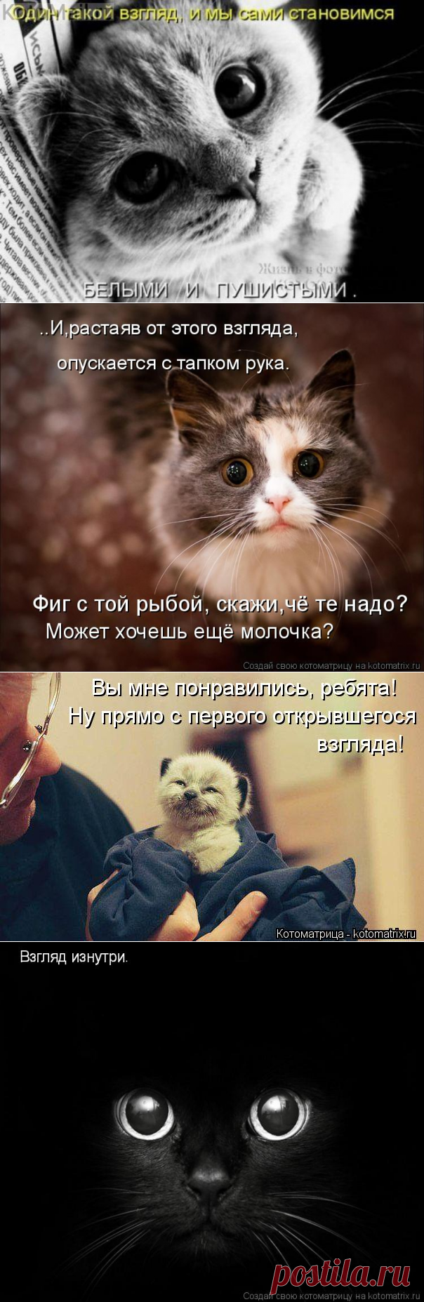 Один такой взгляд... | KotoMail.ru
