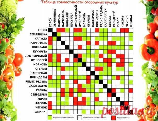 Таблица совместимости огородных культур..