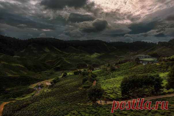 Чайные плантации Камеронских гор, Малайзия. Автор фото – Игорь Виноградов: nat-geo.ru/photo/user/185231/