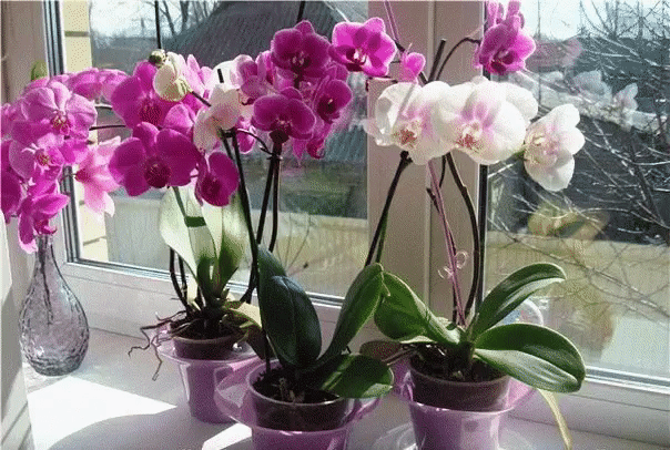 Удобрение для орхидей - перекись водорода
Орхидеи очень даже красивые комнатные растения. Для хорошего роста и цветения им всегда требуется подкормка. Свои орхидеи я подкармливаю одним из лучших удобрений — перекисью. Это средство хороша как в медицине, так и помогает растениям. 
Перекись водорода прекрасное дезинфицирующее средство. Эта жидкость без цвета и запаха, но оказывает огромное влияние на организм человека и растений. Если перекись развести водой, то получится прекрасное удобрение дл