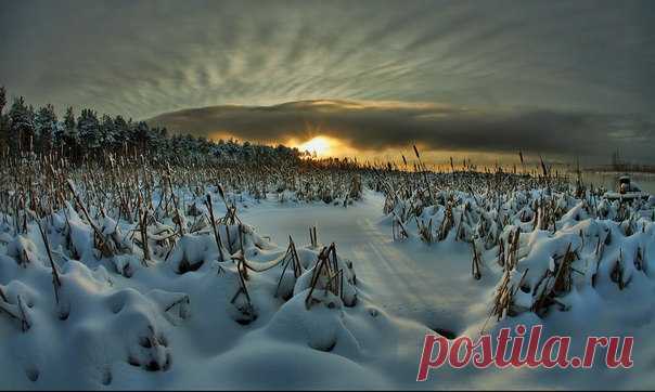 «Войско Зимы» на Большом Васюганском болоте. Автор фото – Борис Полозков: Спокойной ночи.