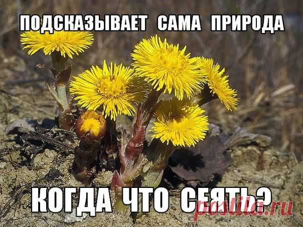 ПОДСКАЗЫВАЕТ САМА ПРИРОДА - КОГДА ЧТО СЕЯТЬ?