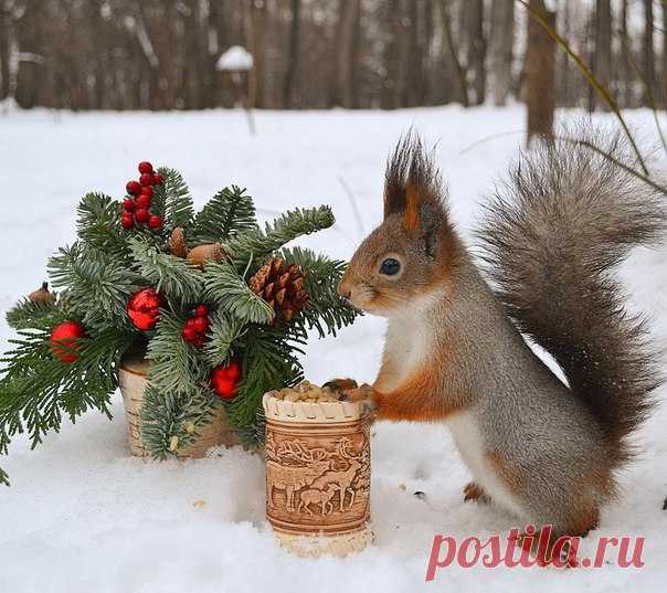 «Новогодняя белочка». Автор фото: Inna Koreyko.