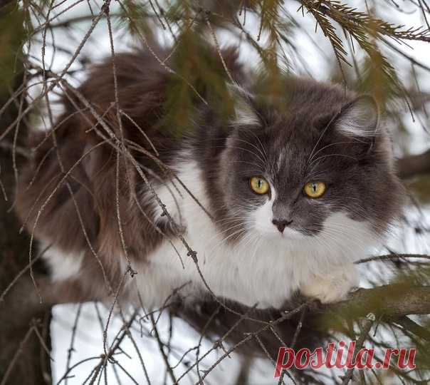 Кошка, которая решила стать белкой...