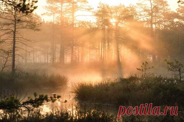 Утренний свет льётся сквозь ряды стройных сосен где-то в Ленинградской области. Автор фото – Юлия Лаптева. Солнечного утра!
