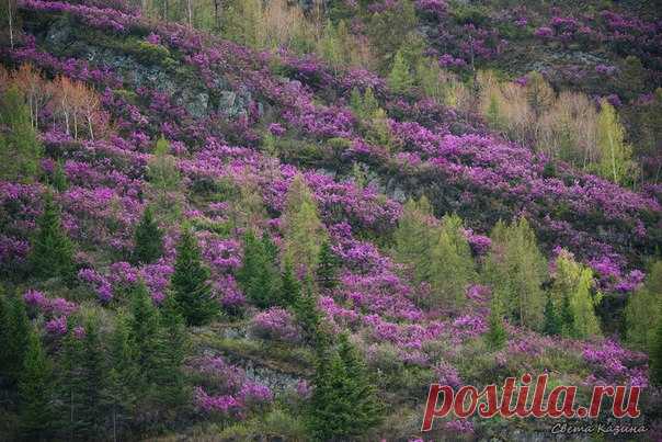 Сход рододендроновых лавин в Горном Алтае. Автор фото – Светлана Казина.