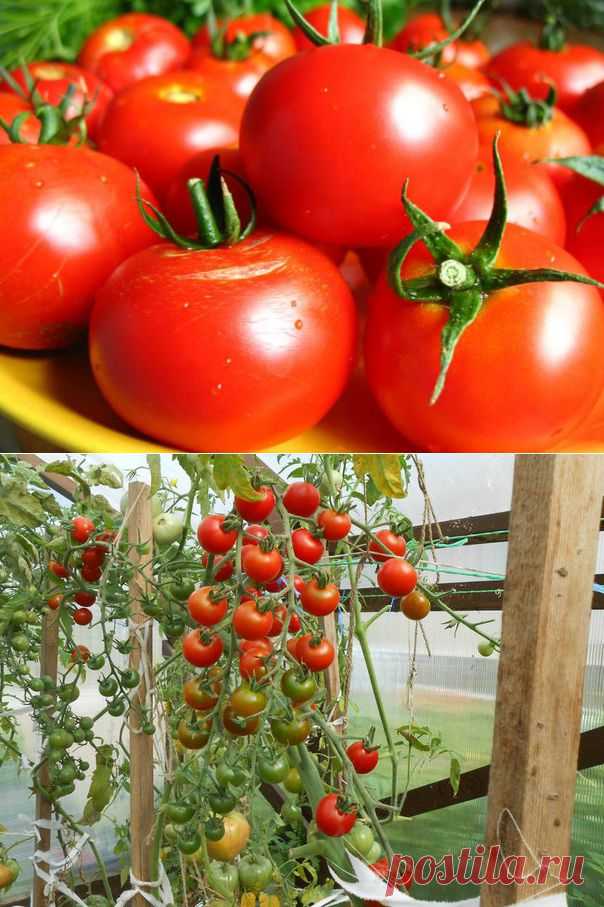 «Волшебный бальзам» для роста помидоров от садовода-огородника Владимира Андриянина.