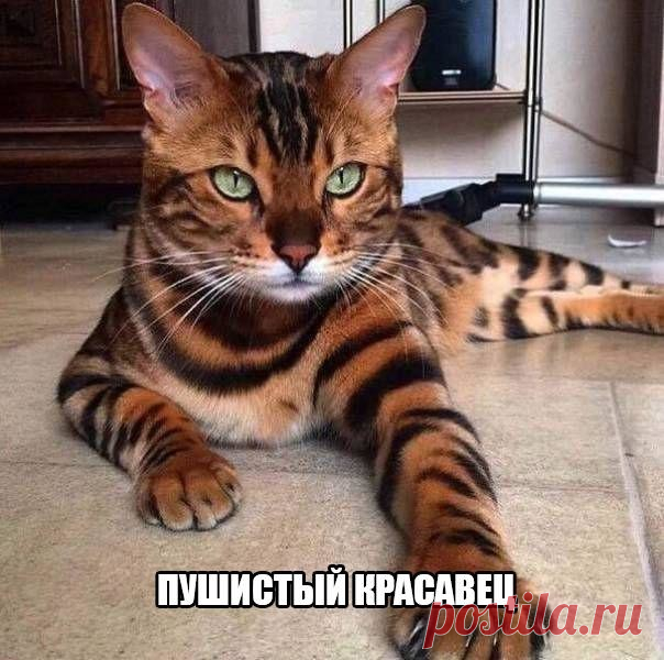 Кот на пенсии )))