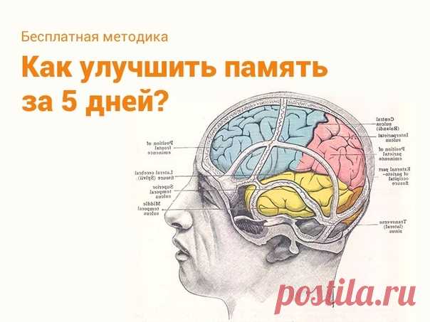 🤚🏻 Прокачай свою память за 5 дней 👇🏻 


Узнай: 
+ Как устроена твоя память и что мешает тебе запоминать? 
+ Как выполнять вычисления в уме? 
+ Как запоминать списки? 
+ Как эффективно запоминать иностранные слова? 
+ Как быстро запомнить имя человека? 
+ Как повысить концентрацию и стать внимательнее? 

Нажми, чтобы прокачать свой мозг👇🏻