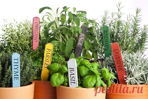 11 пряных трав, которые можно выращивать дома - Искусство здоровой жизни