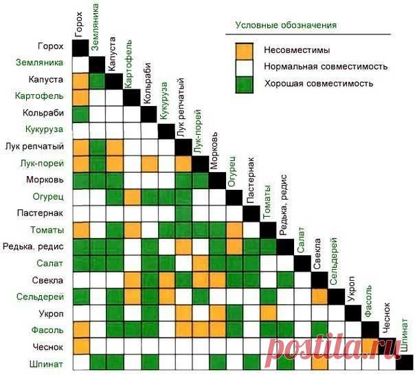 СОВМЕСТИМОСТЬ РАСТЕНИЙ НА ГРЯДКЕ