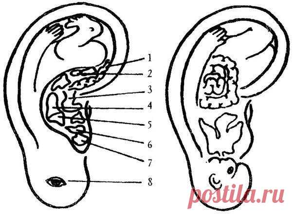 Массаж ушей для бодрости и здоровья