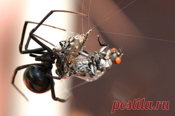 Яд этого паука в 15 раз сильнее, чем яд гремучей змеи, а в его сетях может запутаться даже мышь.