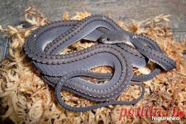 Одна из самых редких змей на земле. » Nigurenko Blog