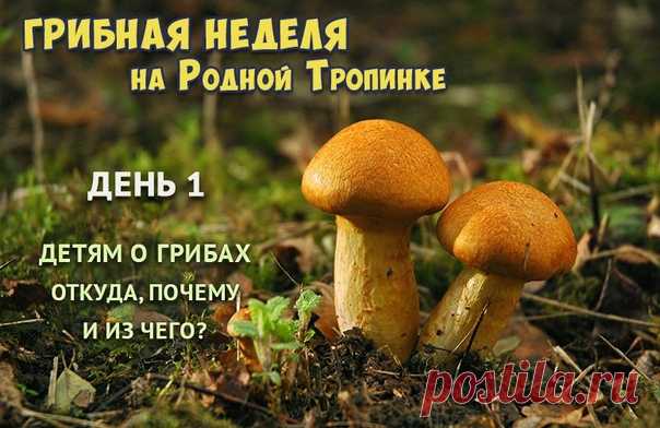 ГРИБНАЯ НЕДЕЛЯ: ИГРЫ, РАССКАЗЫ, ПОЗНАВАТЕЛЬНЫЕ ВИДЕО 
Август считается самым богатым грибным месяцем! Каких только «шапок», «шляп», «башлыков» и прочих «головных уборов» не встретишь под шумящим одеянием леса!  А чтобы познакомить детей с грибами, мы объявляем традиционную ГРИБНУЮ НЕДЕЛЮ в нашей группе! 
 ДЕНЬ 1 - КАК ИНТЕРЕСНО РАССКАЗАТЬ ДЕТЯМ О ГРИБАХ
ГДЕ РАСТУТ ГРИБЫ: УЗНАЕМ «ГРИБНОЙ АДРЕС»
Какие грибы ты знаешь? Перечислите с ребенком все грибы, известные малышу: в...