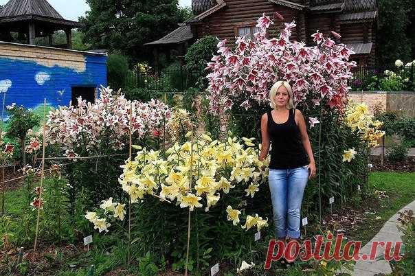 Удобрение для лилий.
Весной, до появления побегов лилий, в почву вношу азотные удобрения, например, аммиачную се литру (1 столовая ложка на 1 м 2). Или подкармливаю посадки лилий органическими и минеральными удобрениями:
раствором сброженного коровяка (ни в коем случае нельзя применять для подкормок лилий свежий коровяк)в соотношении(1:10), раствором или гранулами нитроаммофоски или аммиачной селитры (40-50 г на 10 л воды или на 1 м 2).
Хорошие результаты даёт внесение д...