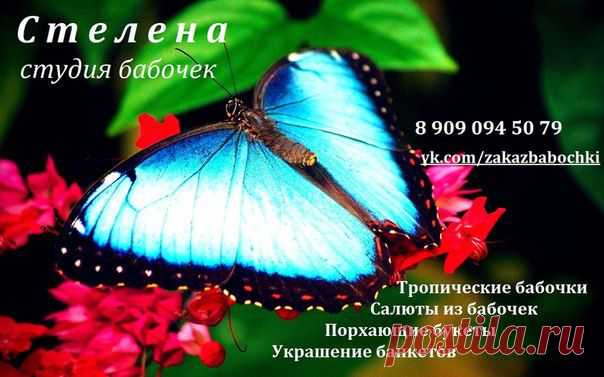 Срок жизни бабочек в неволе значительно увеличивается. В тропических лесах они живут 2-3 дня. Вас они могут радовать от 7 до 60 дней (в зависимости от вида). Ухаживать за ними нетрудно. Питаются они сладкой водой и соком фруктов. Для предотвращения засыхания крыльев бабочек опрыскивают водой 3-5 раз в день.
