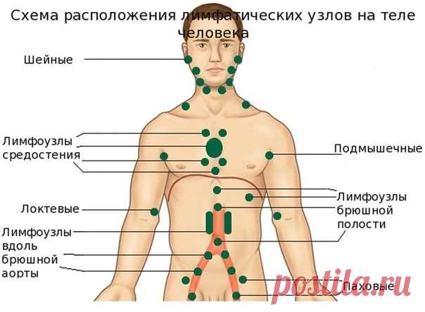 ЛИМФА — ЖИВАЯ ВОДА НАШЕГО ОРГАНИЗМА
Лимфатическая система – одна из самых сложных и хитро устроенных систем человека. Это система вывода ядов из организма, особенно бактериальных и грибково-паразитарных ядов простейших. Практически от этой системы зависит иммунитет человека, а иммунитет – это Жизнь! С лимфатической системой мы обращаемся самым непотребным образом – а с нею нужно обращаться только «на Вы»!
Лимфа — живая вода нашего организма
Лимфатическая система состоит...