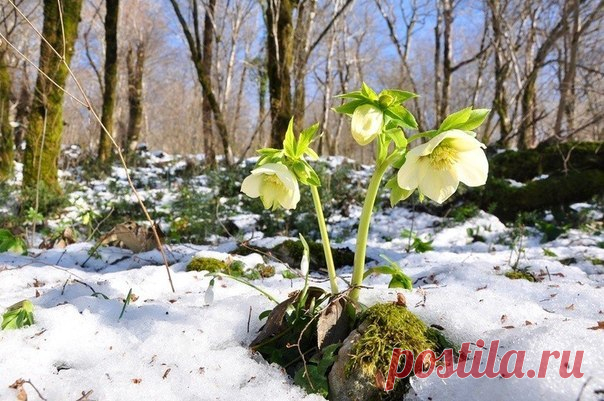 Мой Мир@Mail.Ru " В тёмном лесу подснежник прекрасныйСил набирается в чаще глухой.Чтобы порадовать нас в день весеннийБелоснежной своею красой." Л.И.Автаева 2011г.