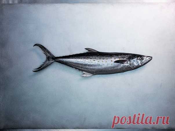 Видите тонкую черную полоску на боку у макрели? Эта боковая линия – важная часть системы, которая позволяет рыбе ориентироваться в воде. Благодаря крохотным эпителиальным чувствительным органам, которые тянутся вдоль этой линии, рыба определяет движение воды, ощущает ее давление. Все это позволяет макрели охотиться, избегать препятствий, оставаться в стае даже в темноте. Фото: Ребекка Хейл