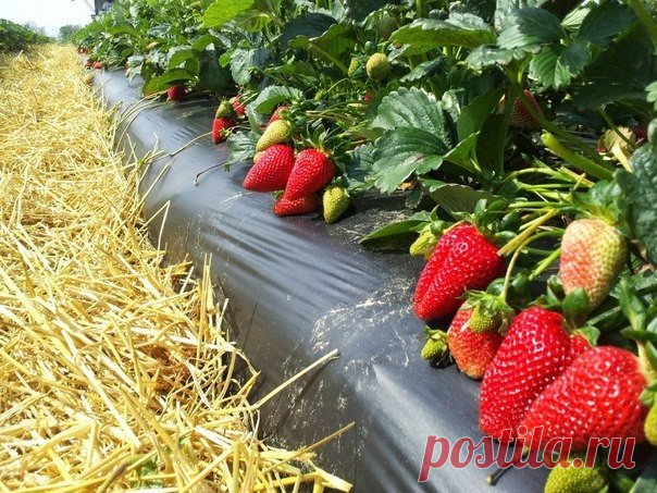 КЛУБНИКЕ ПОМОЖЕТ ЧЕСНОК И ОДУВАНЧИКИ
Home Garden|Сад, огород, дача
КЛУБНИКЕ ПОМОЖЕТ ЧЕСНОК И ОДУВАНЧИКИСохраните, чтобы не потерять!Конечно, клубнику необходимо защищать от вредителей и болезней. Хочу дать совет, как обойти…