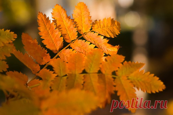 КАКОЙ СЕГОДНЯ ПРАЗДНИК? 15 Сентября 2017 г. – Пятница • День худеющих • День совпадений снов • День памяти князя Олега • Международный день точки • День рождения экологической организации «Гринпис»46 лет • День создания АТЦ (Антитеррористический Центр) ФСБ РФ • День секретаря12 лет • День единства народов Дагестана6 лет • Международный день демократии (International Day of Democracy)10 лет • Всемирный день борьбы с лимфомами13 лет • День независимости - Гондурас196 лет • Национальный день…