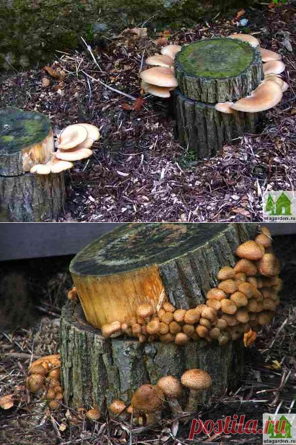 Как вырастить грибы на даче | Дачная жизнь - сад, огород, дача