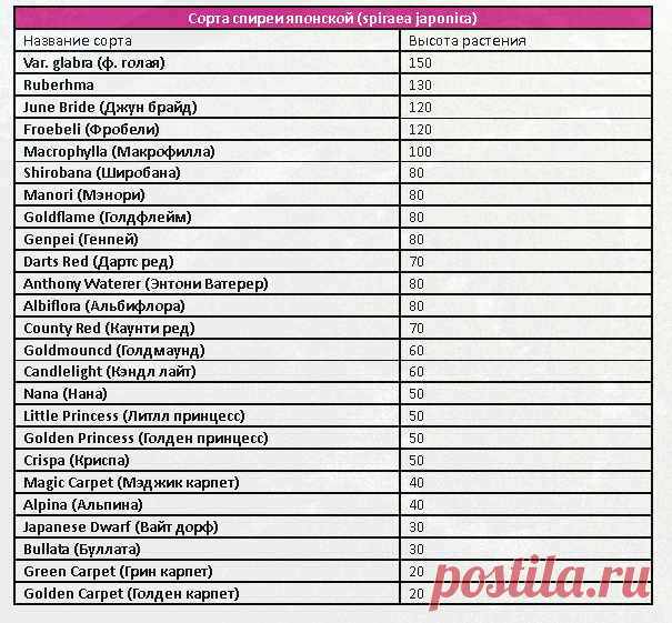 Спирея японская – фото, сорта, уход и размножение | Сайт о саде, даче и комнатных растениях.