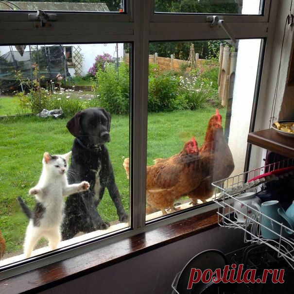 25+ Pets That Need To Go Inside RIGHT NOW | Bored Panda