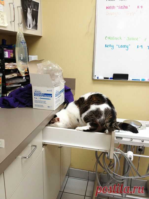 25 смешных котов, которые только что осознали, что находятся у ветеринара