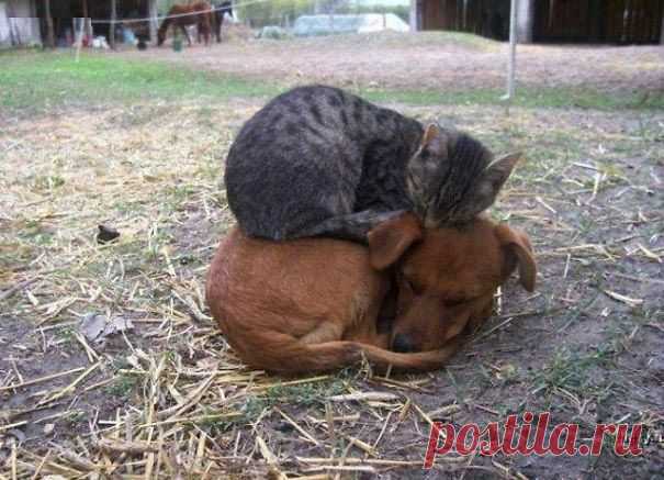 Кошки, которые настолько обнаглели, что используют собак вместо подушек