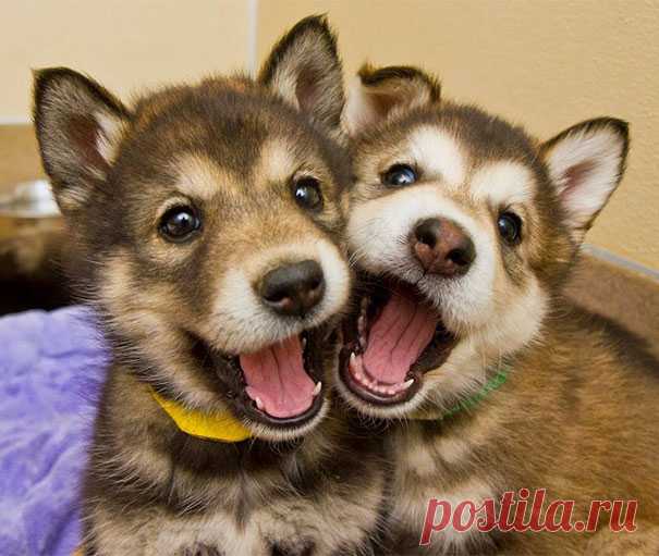 20+ фото неразлучной дружбы! Эти собаки поднимут вам настроение!