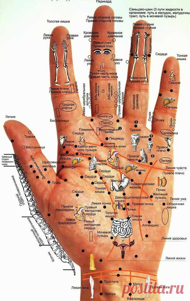 Акупунктурные точки на руке | Любимый доктор