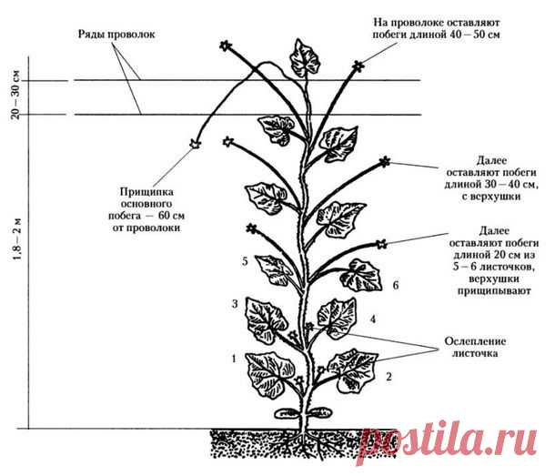 Формирование огурцов в теплице - Сад, огород - Страна Мам