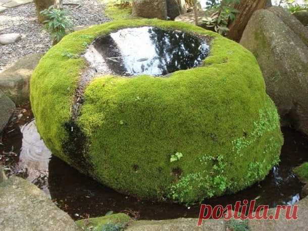 Поилка-купальня для птиц - изюминка декоративного сада