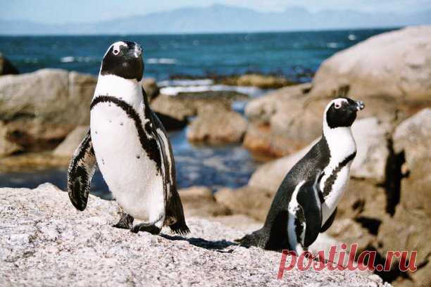КТО РОДИЛСЯ СЕГОДНЯ?

 18 ноября
Ваш тотем Очковый пингвин.