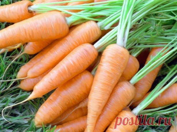 Морковь вырастает невкусная, когда собирать урожай