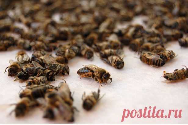 Мертвые пчелы (пчелиный подмор) лечение, применение, настойка
